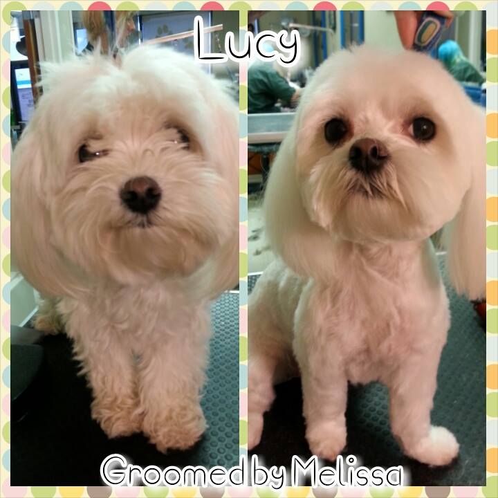 picture of a dog named lucy and groomed by melissa