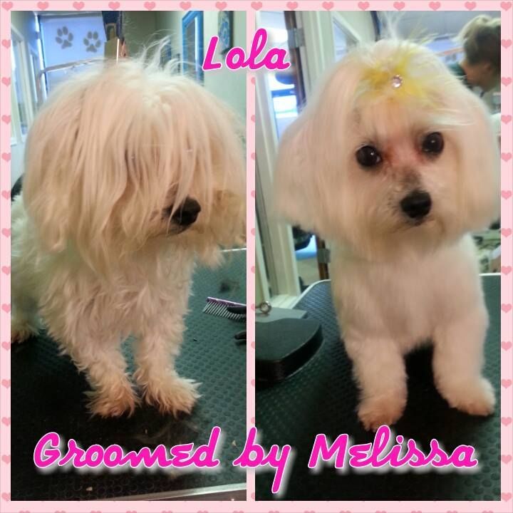 picture of a dog named lola and groomed by melissa