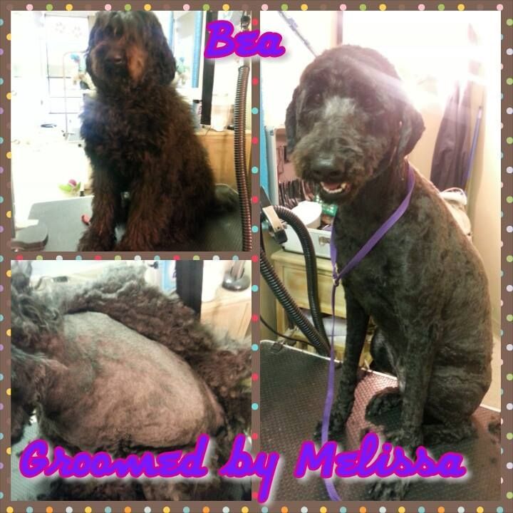 picture of a dog named bea and groomed by melissa