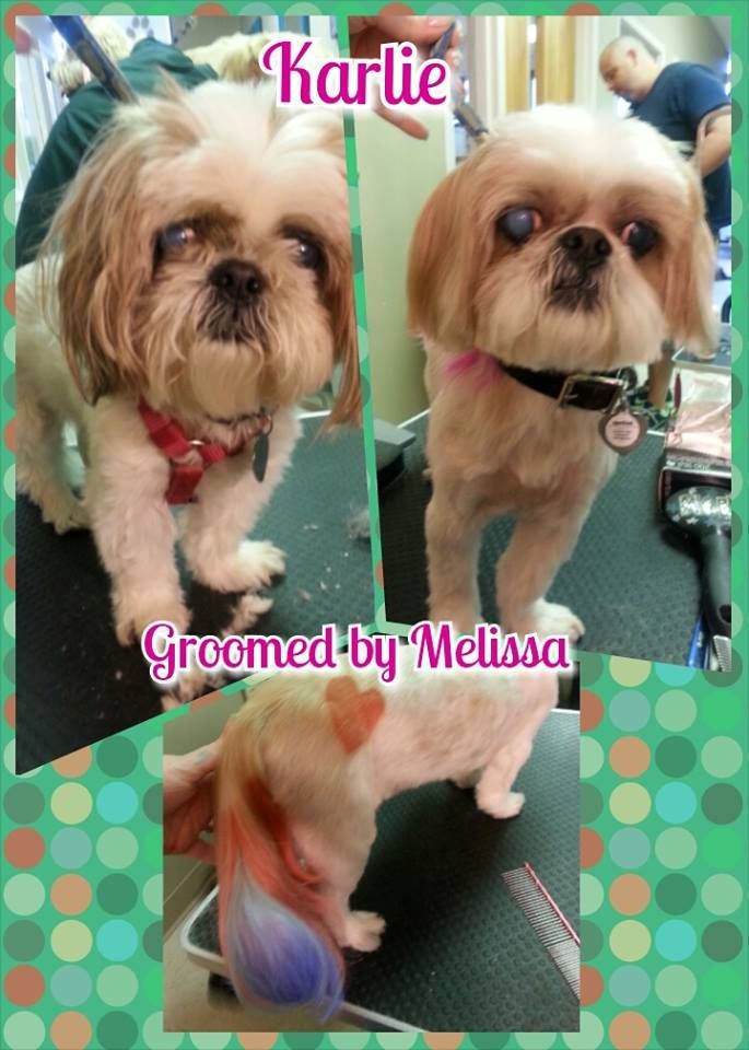 a collage of picture of a dog named karlie groomed by melissa