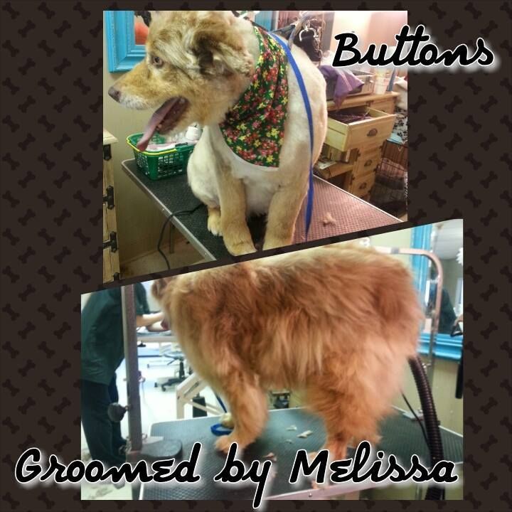 picture of a dog named buttons and groomed by melissa