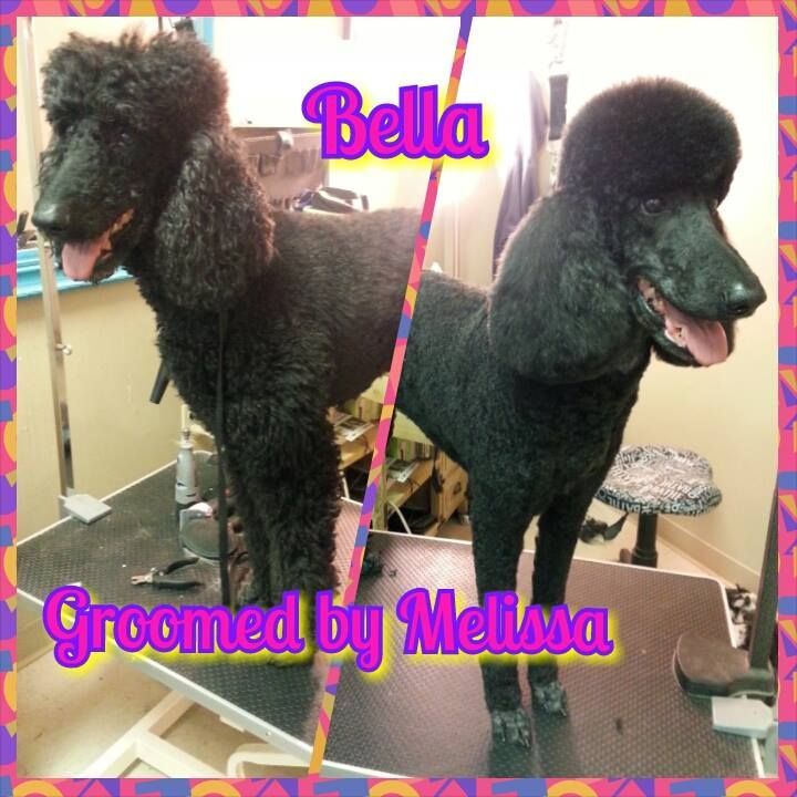 picture of a dog named bella and groomed by melissa