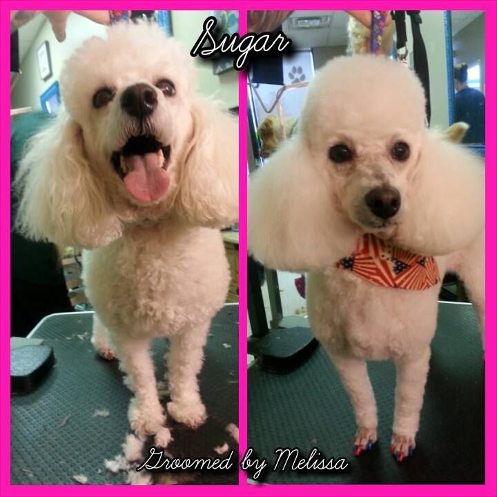 picture of a dog named sugar and groomed by melissa