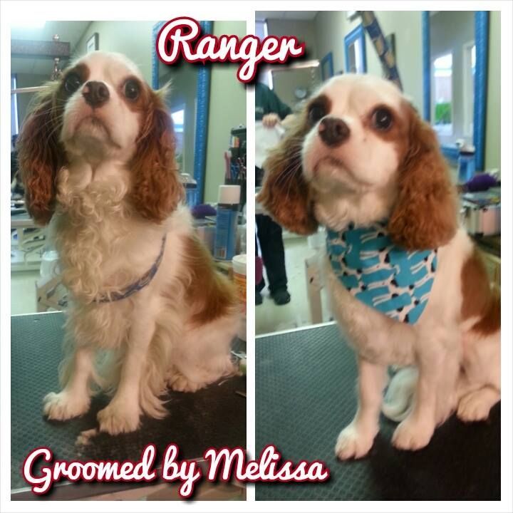 picture of a dog named ranger and groomed by melissa