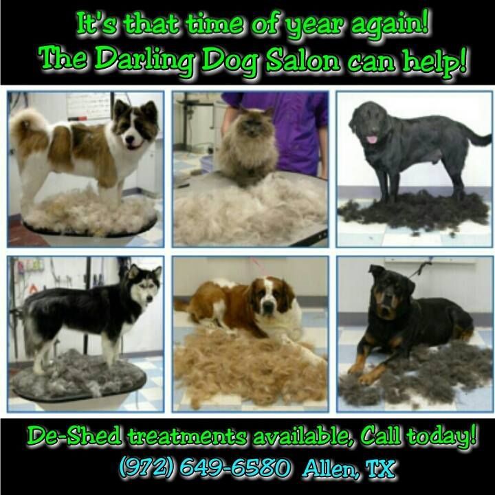 an advertisement for the darling dog salon in allen tx
