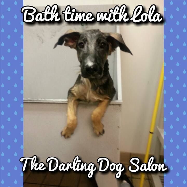 a picture of a dog that says bath time with lola the darling dog salon