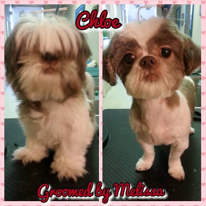 picture of a dog named chloe and groomed by melissa
