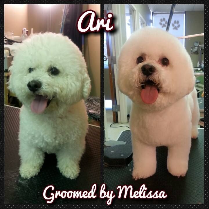 picture of a dog named ari  and groomed by melissa
