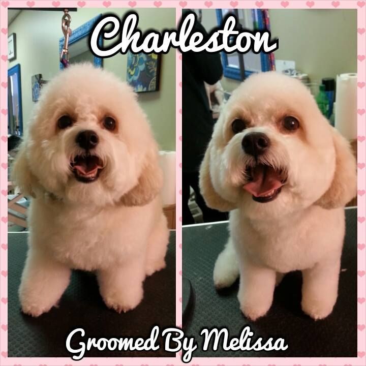picture of a dog named charleston and groomed by melissa