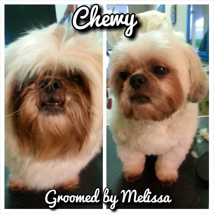 picture of a dog named chewy and groomed by melissa