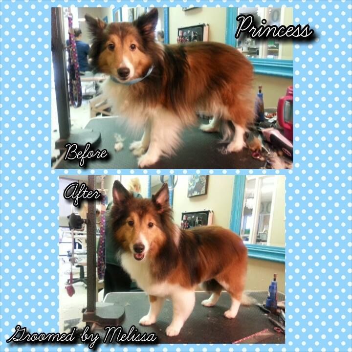picture of a dog named princess and groomed by melissa