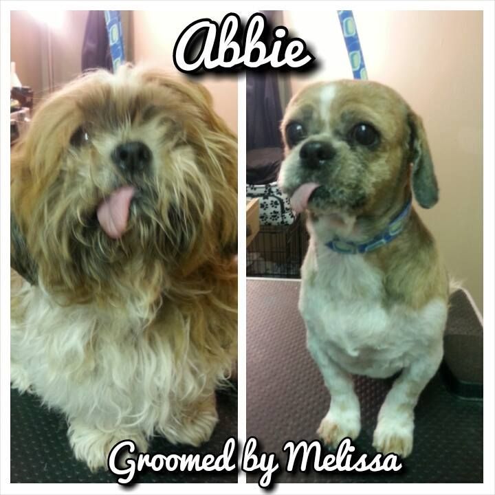 picture of a dog named abbie and groomed by melissa