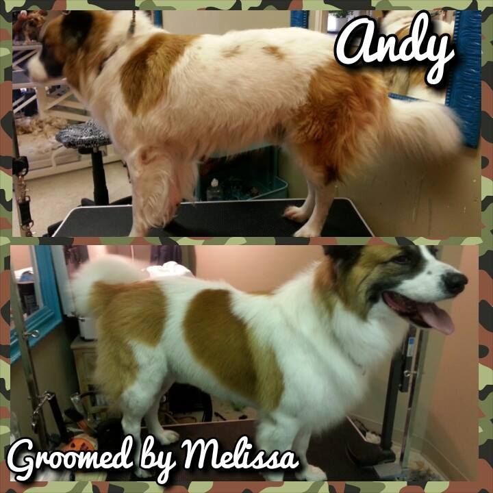 picture of a dog named maggie   and groomed by melissa