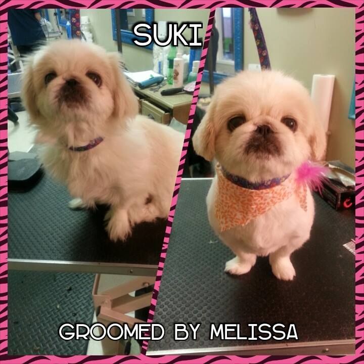 picture of a dog named suki and groomed by melissa