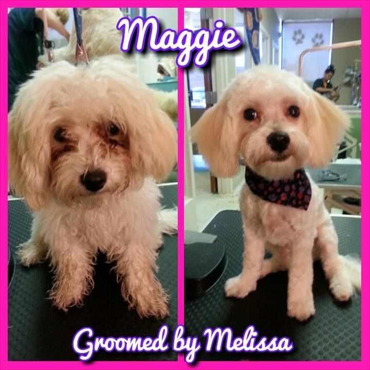picture of a dog named maggie and groomed by melissa