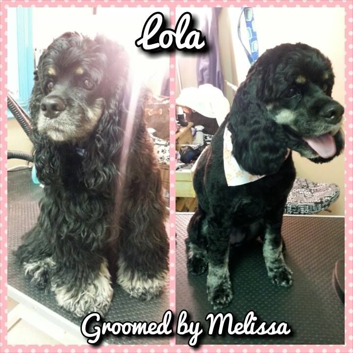 picture of a dog named lola  and groomed by melissa