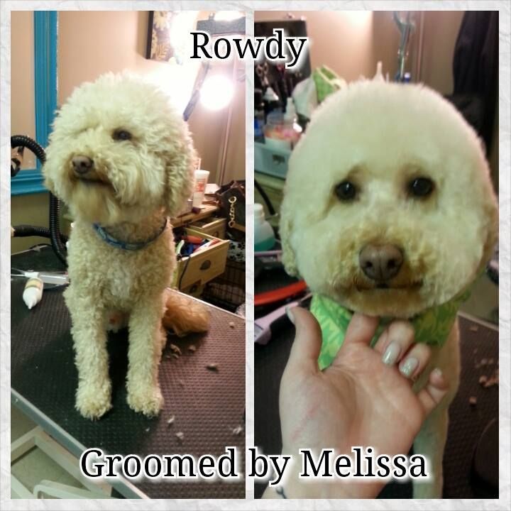 picture of a dog named rowdy and groomed by melissa