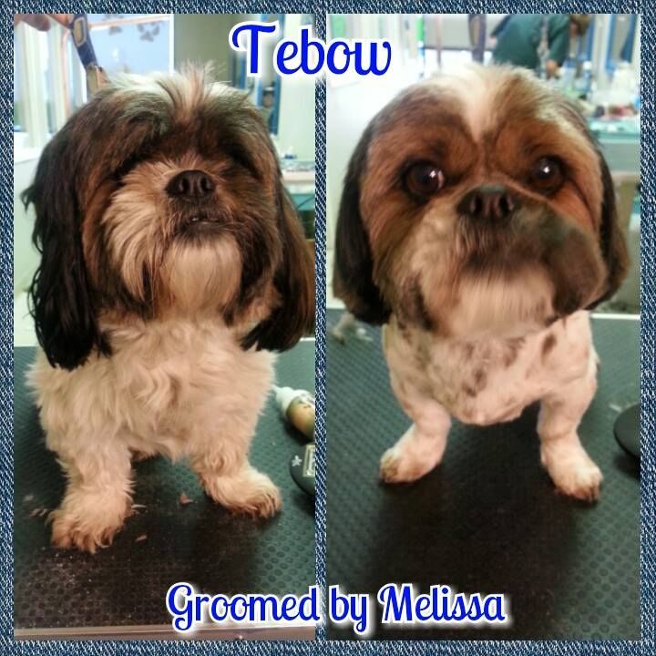 picture of a dog named tebow and groomed by melissa