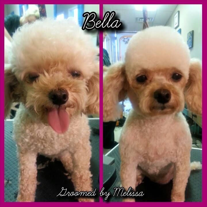 picture of a dog named bella and groomed by melissa