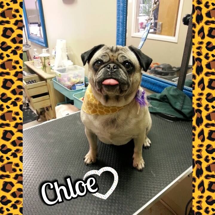 a pug dog named chloe is sitting on a table