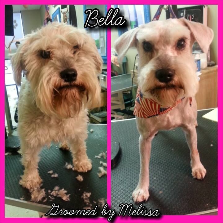 picture of a dog named bella and groomed by melissa
