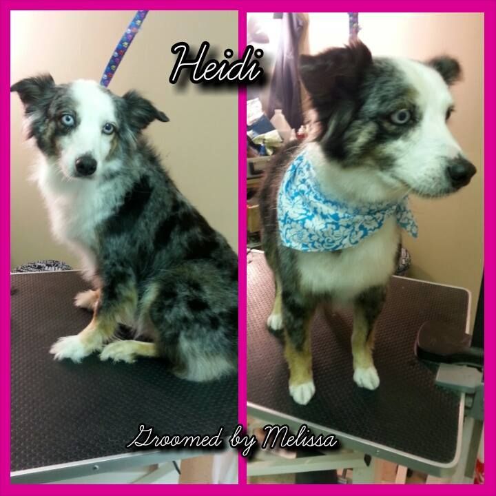 picture of a dog named heidi and groomed by melissa