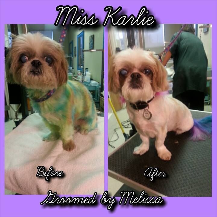 picture of a dog named miss karlie and groomed by melissa
