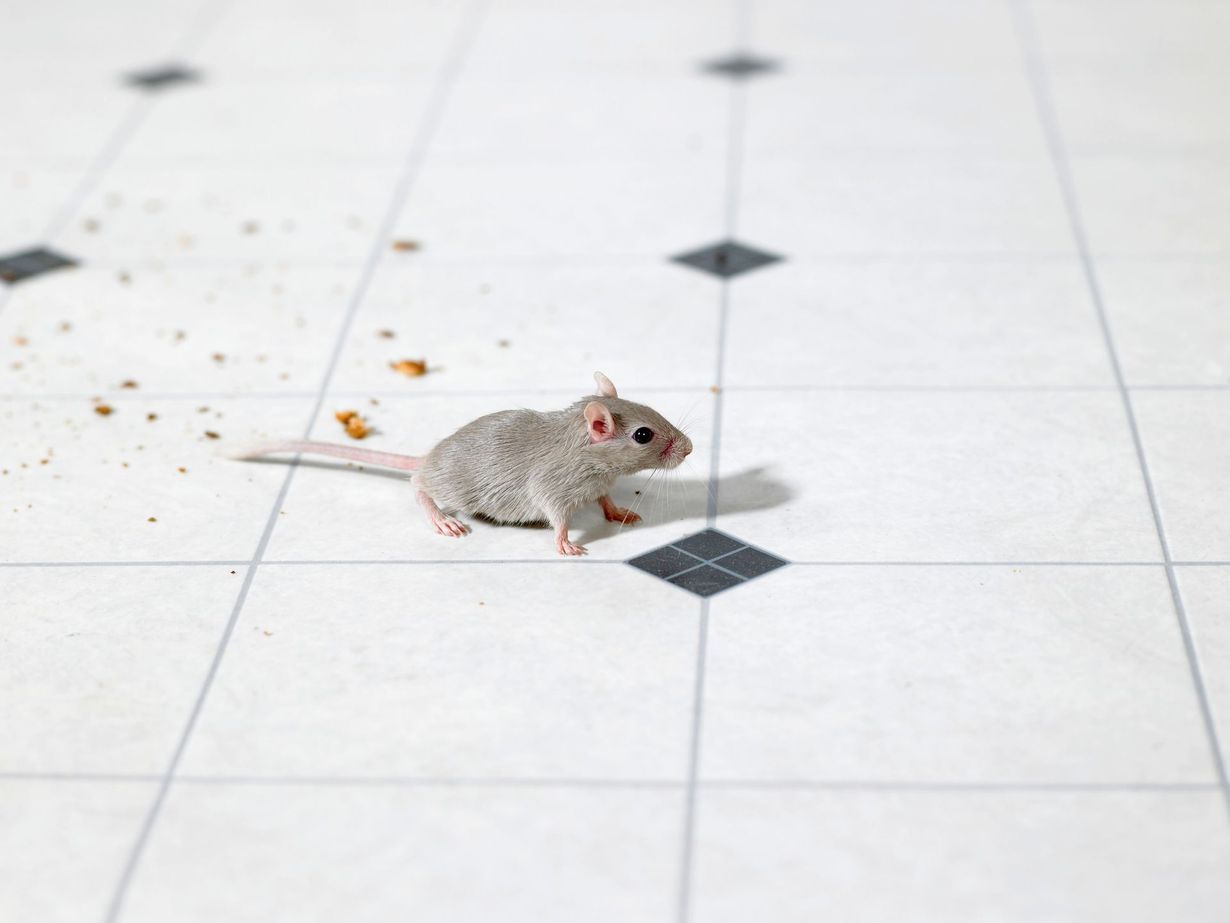 Gray mouse on a white tiled floor, near scattered crumbs and black diamond accents