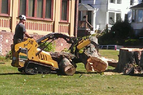 Tree service