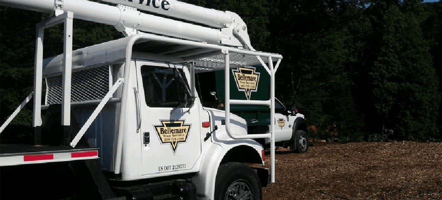 Tree service