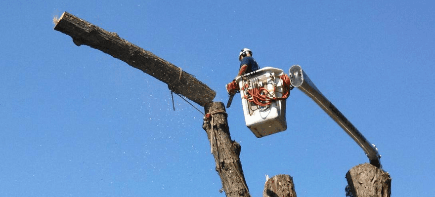 Tree service