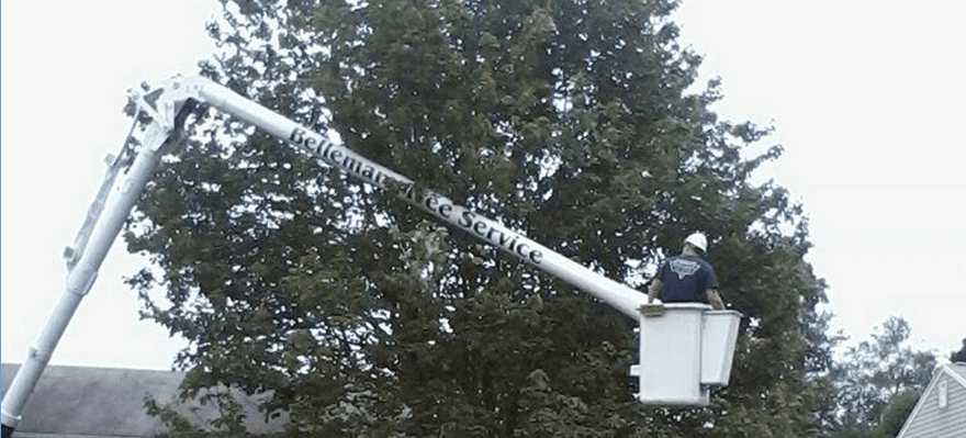 Tree service