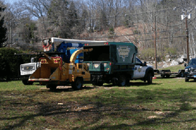 Tree service