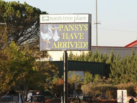 A sign that says pansys have arrived on it