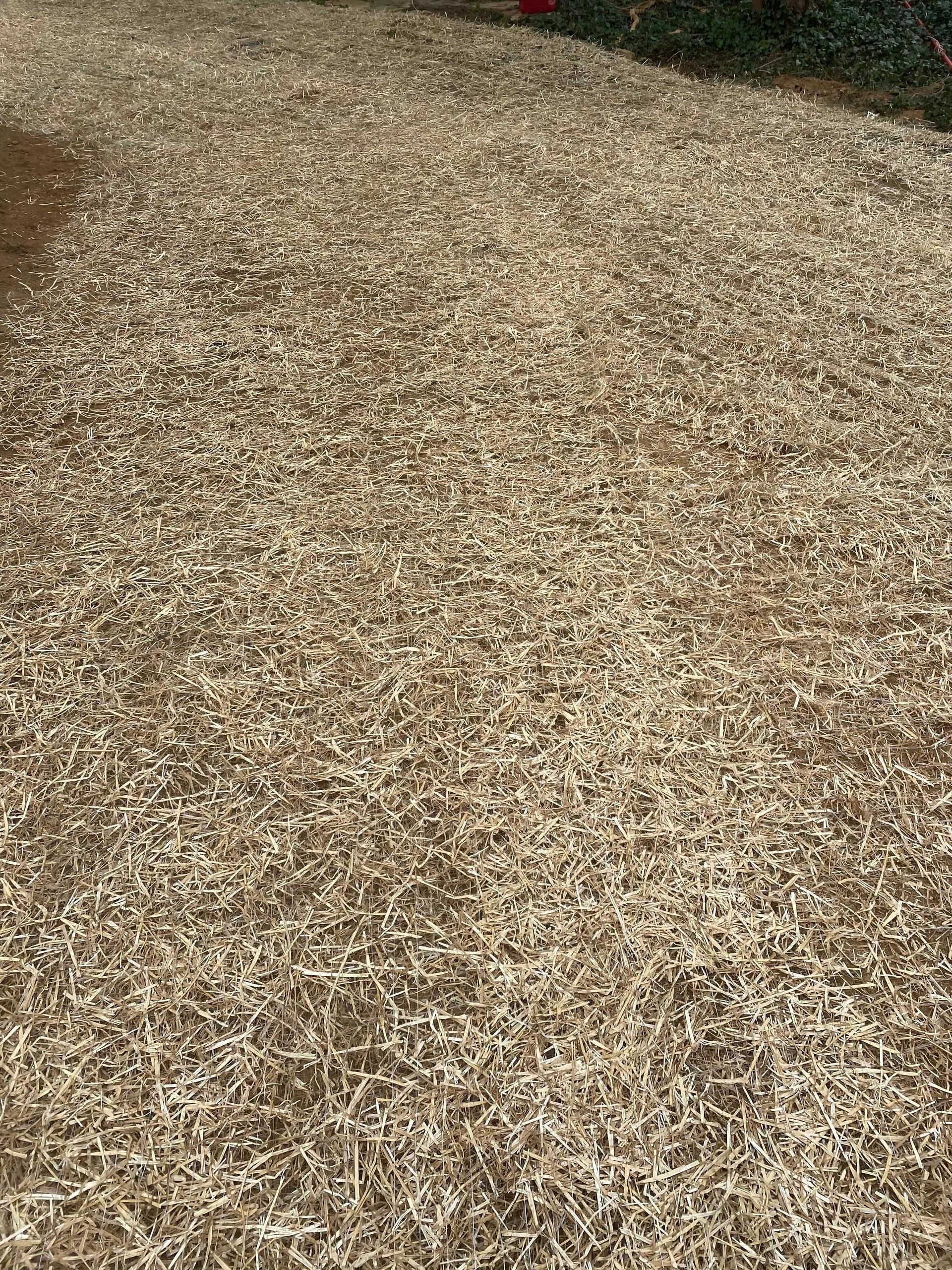 There is a lot of dry grass on the ground.