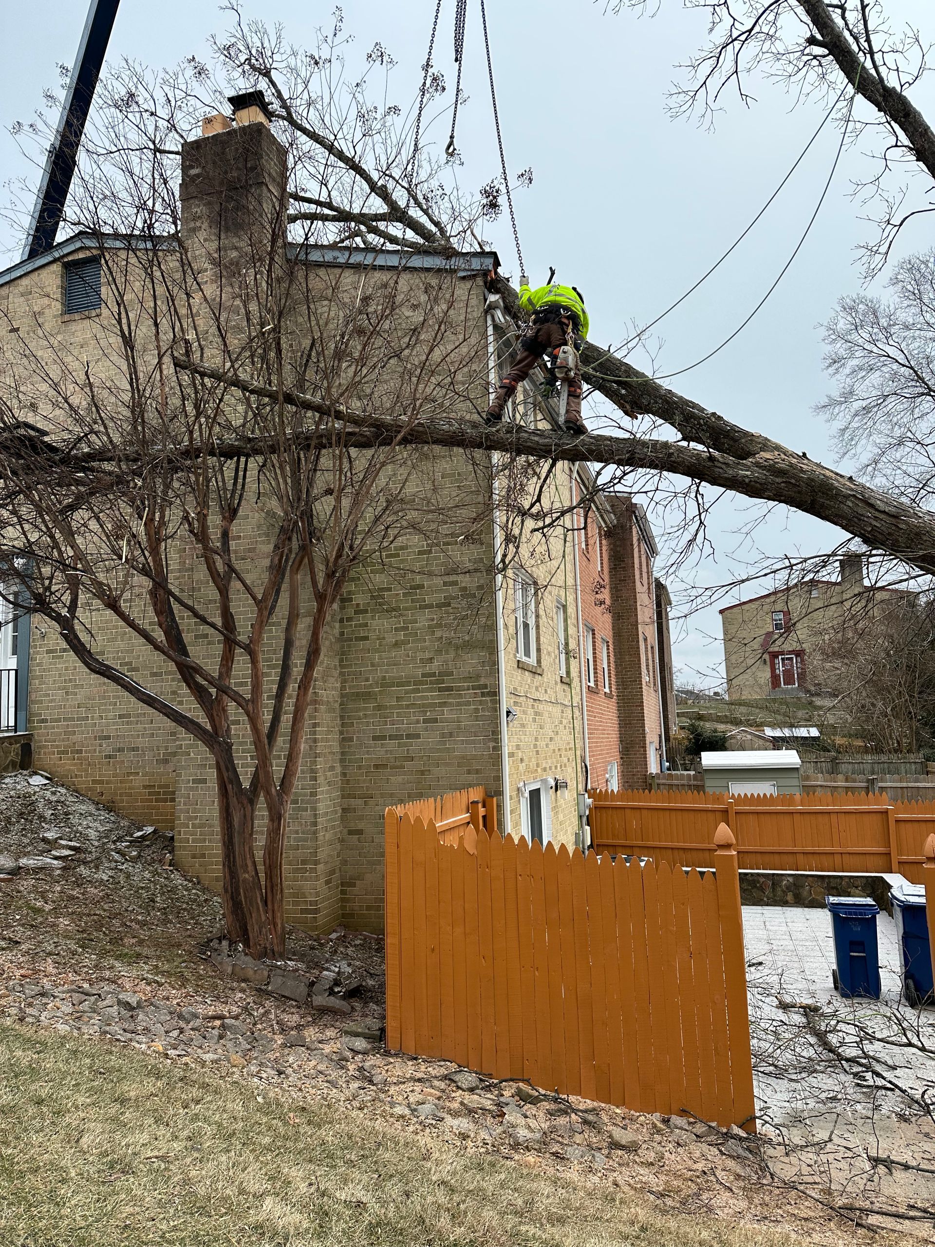 A man is cutting down a tree in front of a building.