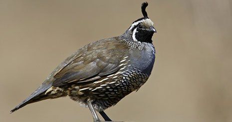 Quail