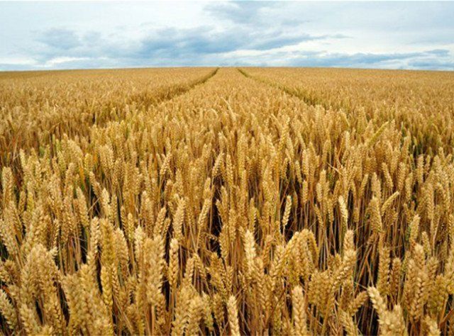Wheat: Winter and Spring