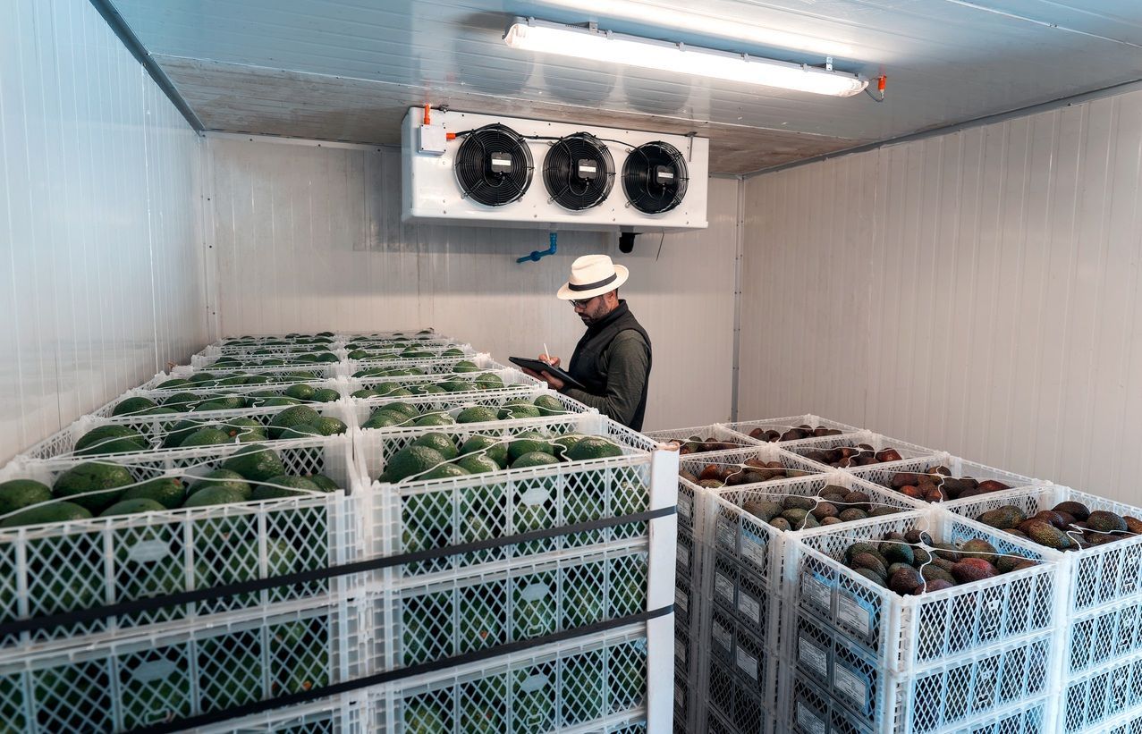Man inspecting crates of avocados in a cold storage room. White walls, overhead cooling unit, green and brown fruit.
