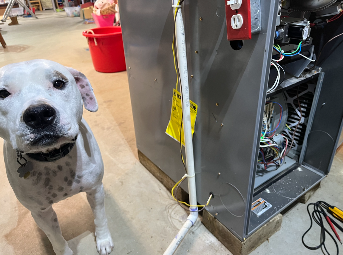 White dog with black spots near a furnace, looking at the viewer.