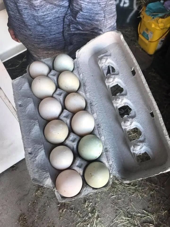 Egg rack