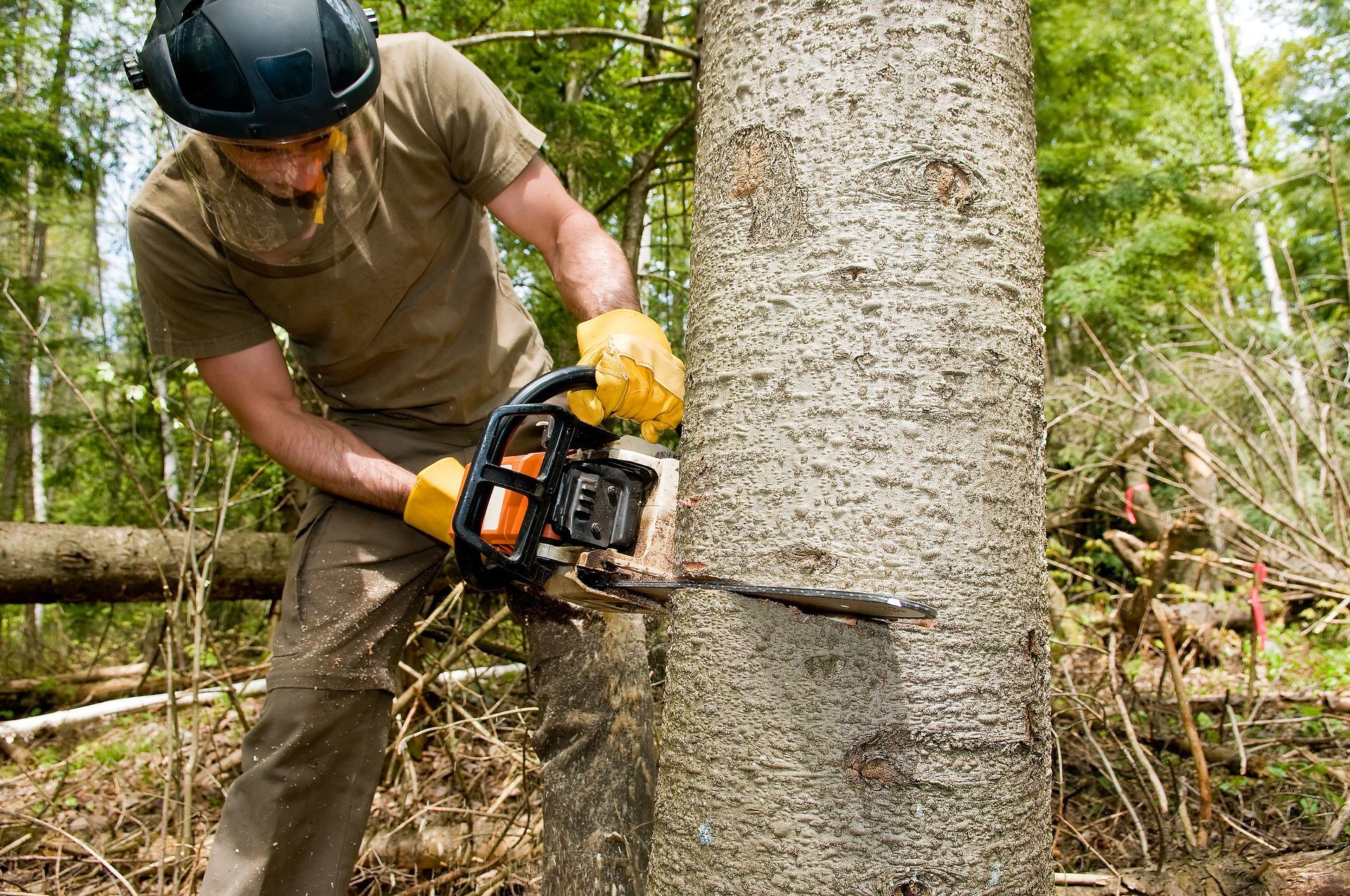 tree contractor