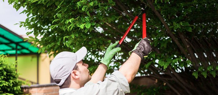 Gardener trimming a tree
