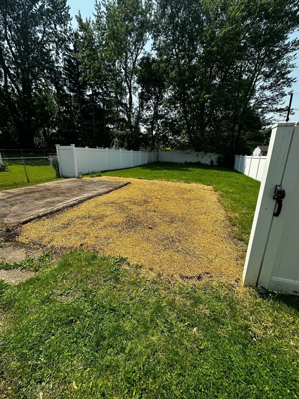 Backyard with a gravel and grass area, bordered by white fencing and tall trees.