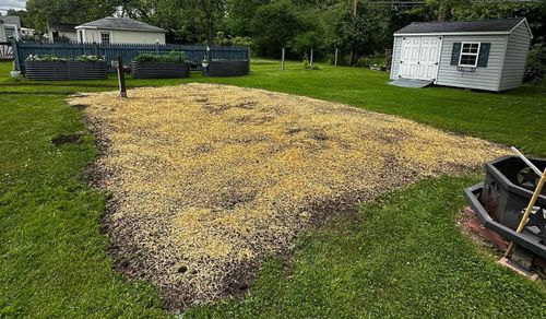 Yellow mulch spread in a backyard garden bed beside grass, with a shed and greenhouse nearby.