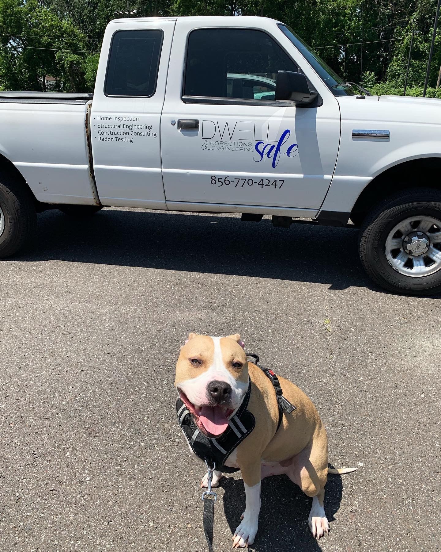 white truck and a dog