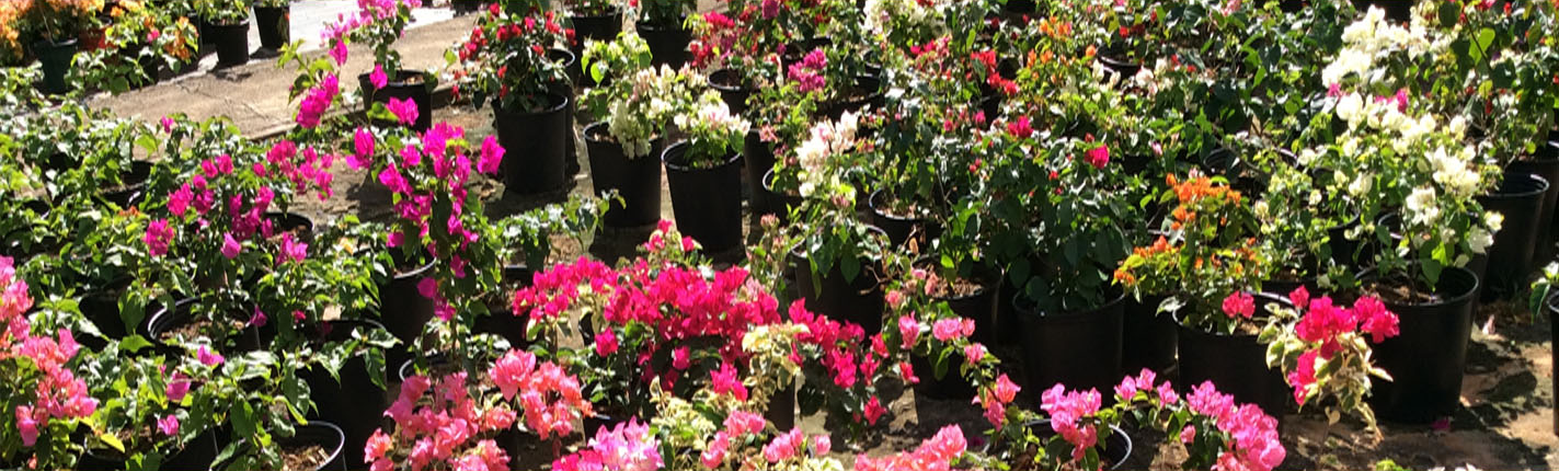 Wholesale Plants and Flowers