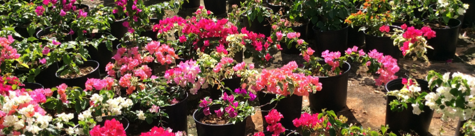 Wholesale Plants and Flowers