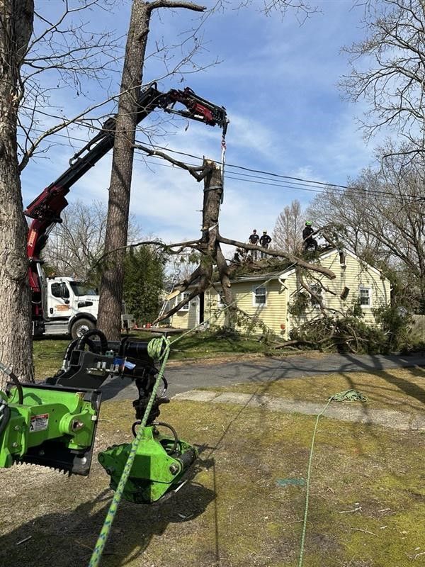 Tree crew using cranes to remove a large tree beside a yellow house in a yard