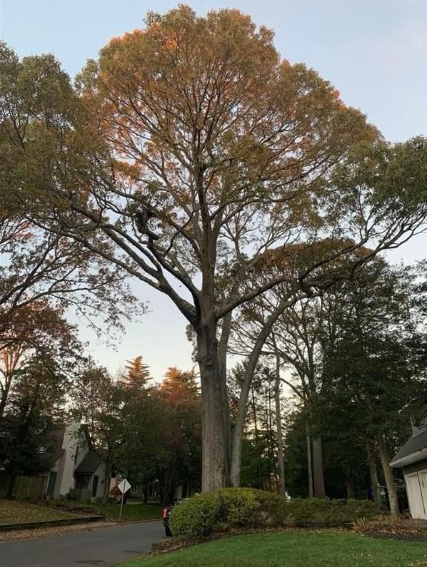 Tall tree with autumn leaves in a quiet suburban street at dusk